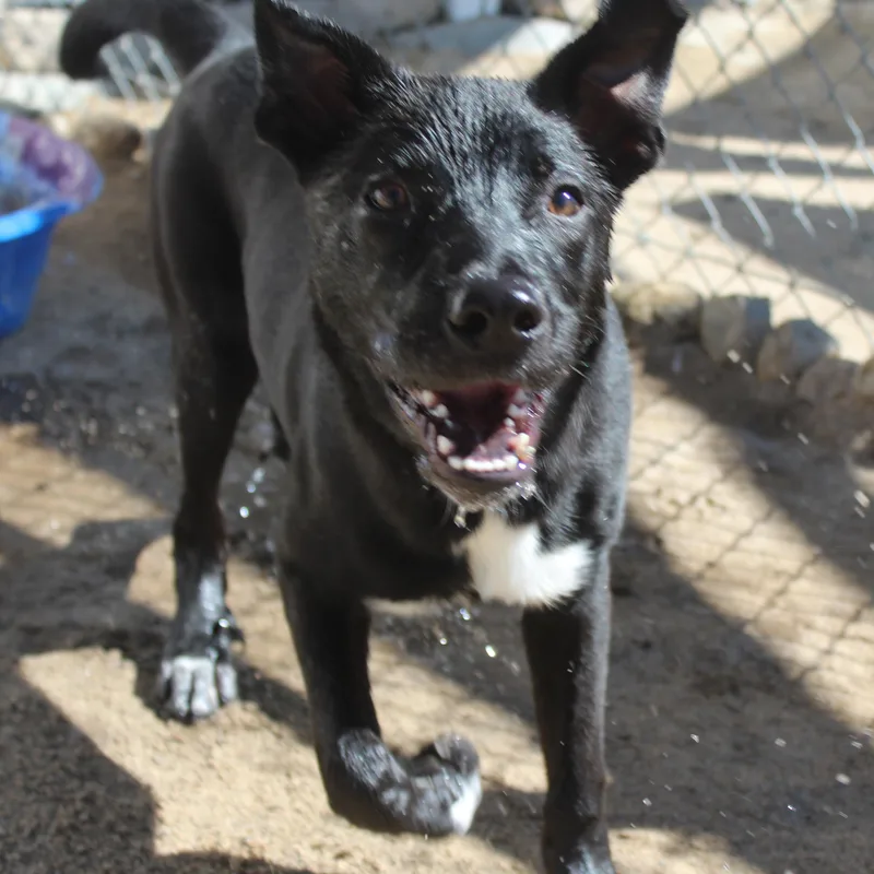 A baby large-sized male Black Labrador Retriever dog named Socks for adoption in Yucca Valley, CA