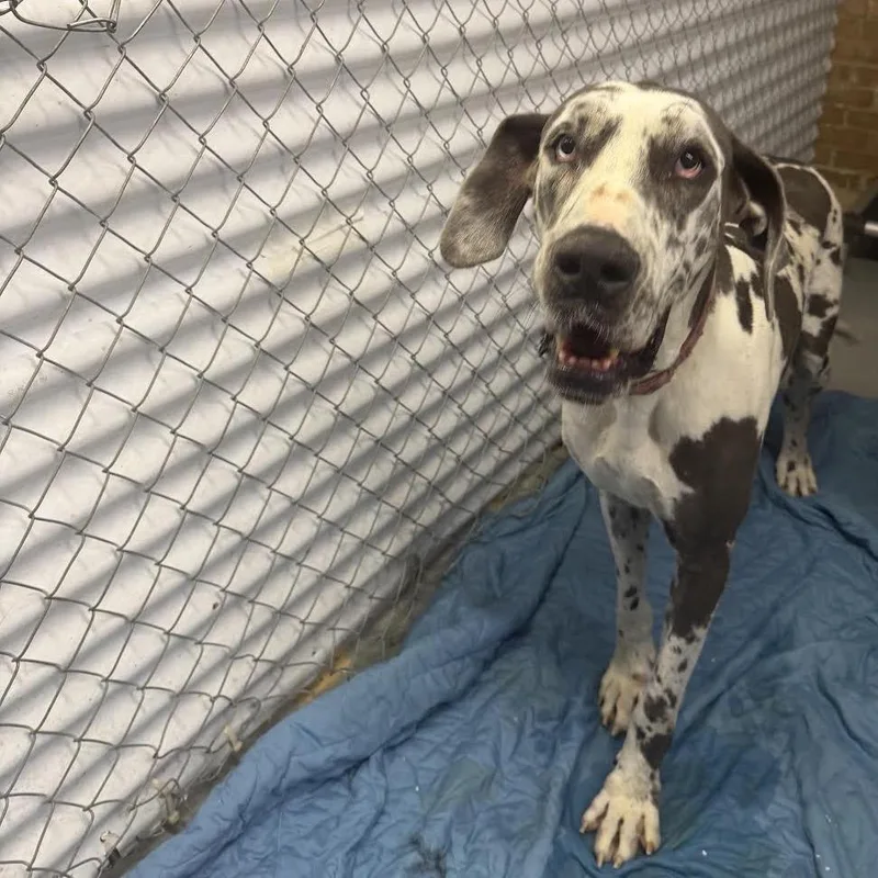 An adult extra large-sized female Gray / Blue / Silver Great Dane dog named Kali for adoption in Northbrook, IL