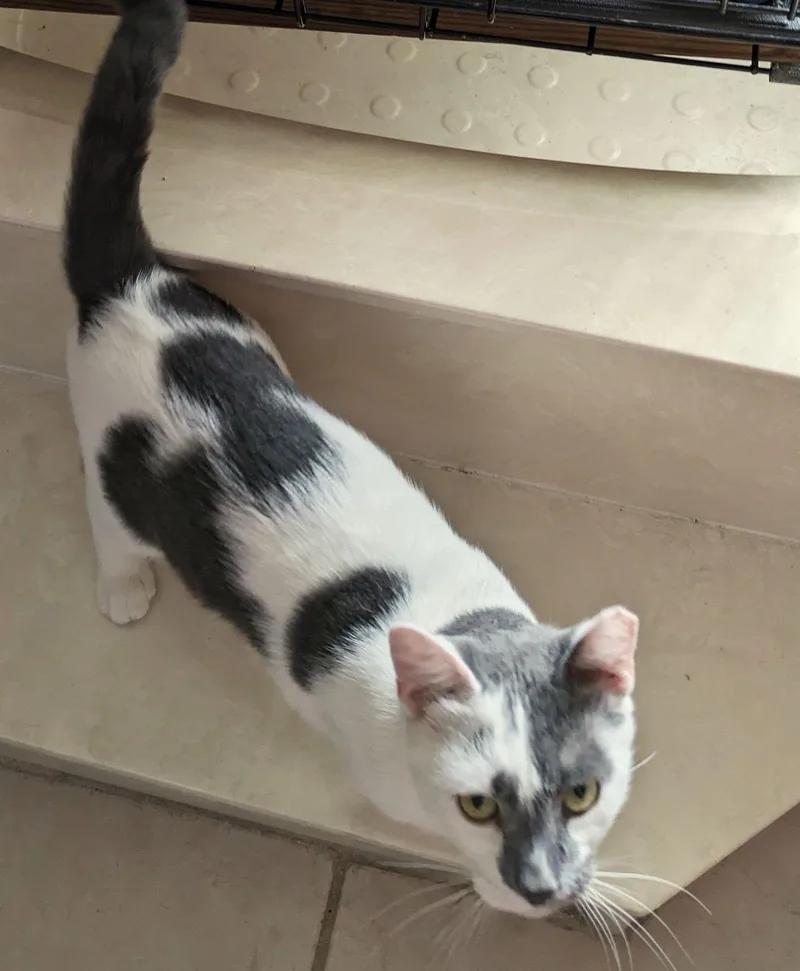 Pistachio thumbnail 2