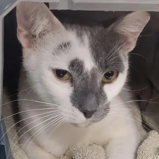 Pistachio thumbnail 3