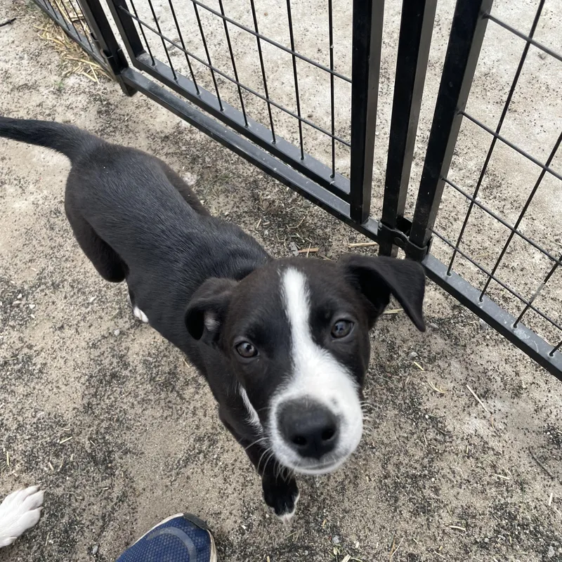 A baby medium-sized female Black Border Collie dog named Sunny for adoption in Tracy City , TN
