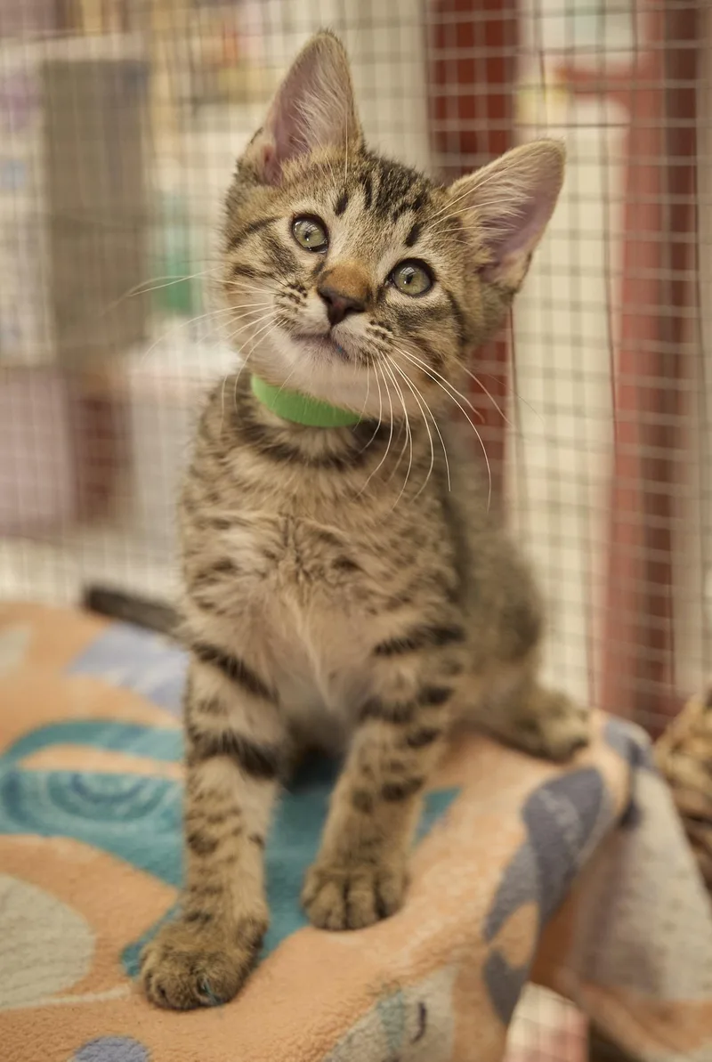 A baby medium-sized male Domestic Short Hair cat named Rumba for adoption in Santa Barbara, CA