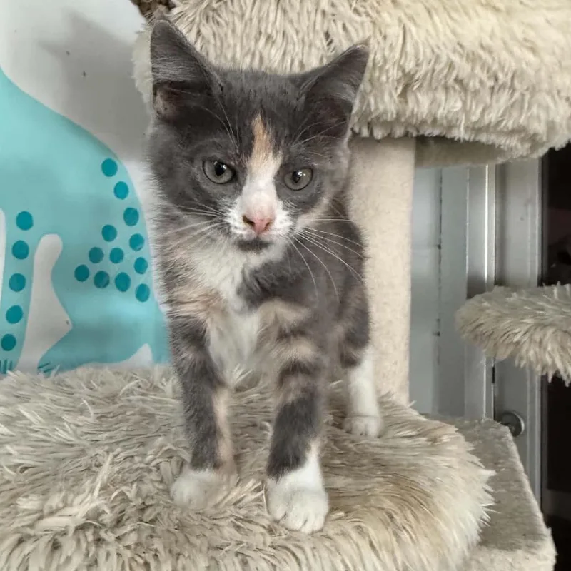 A baby small-sized female Tortoiseshell Domestic Short Hair cat named Gemma for adoption in West Point, MS
