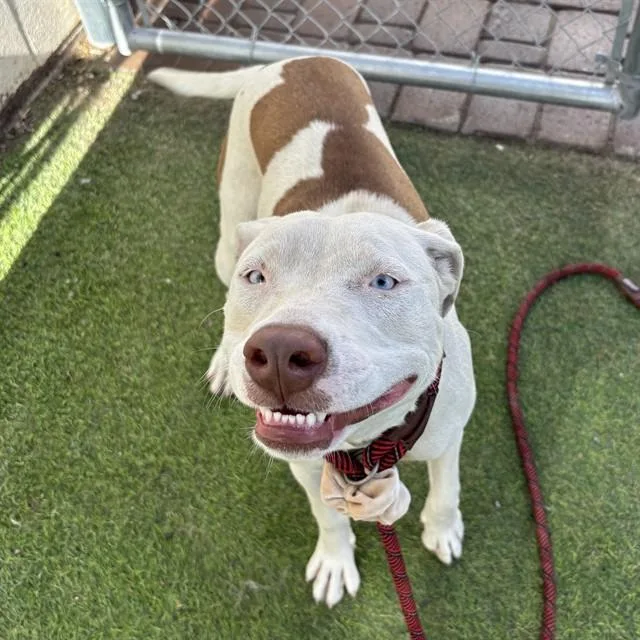 A young large-sized female Pit Bull Terrier dog named Shakira for adoption in Phoenix, AZ