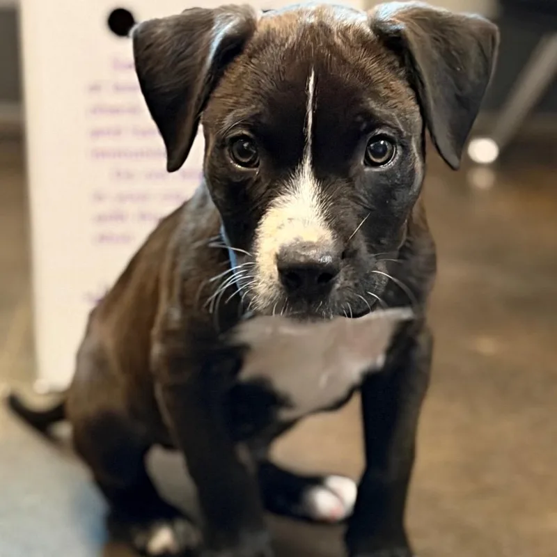 A baby small-sized male Black Mixed Breed dog named Blitz for adoption in Bend, OR