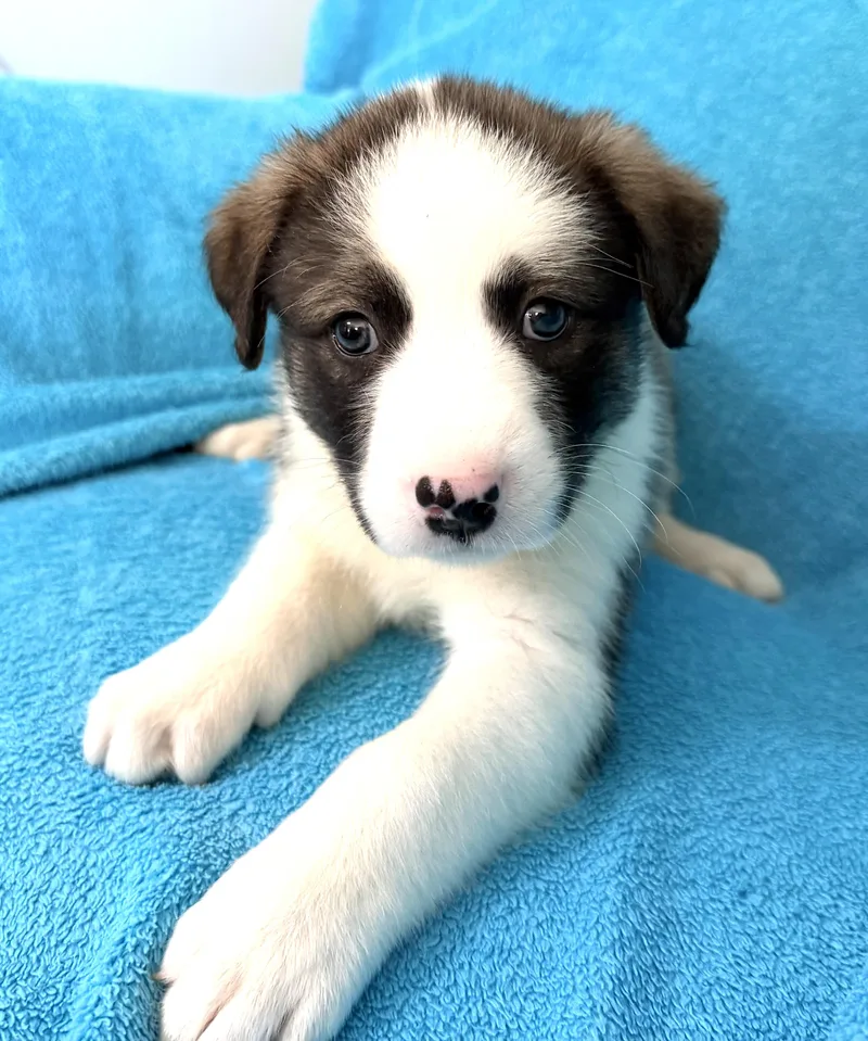 Panda Pawesome thumbnail 2
