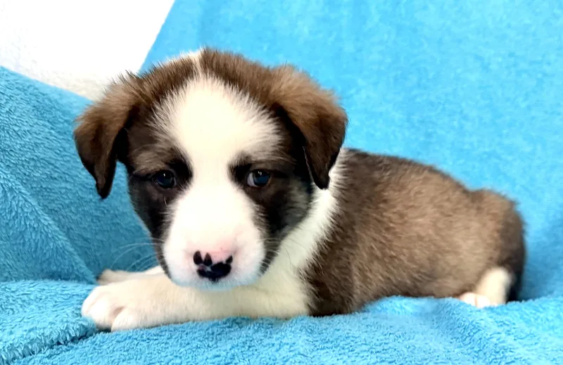 Panda Pawesome thumbnail 3