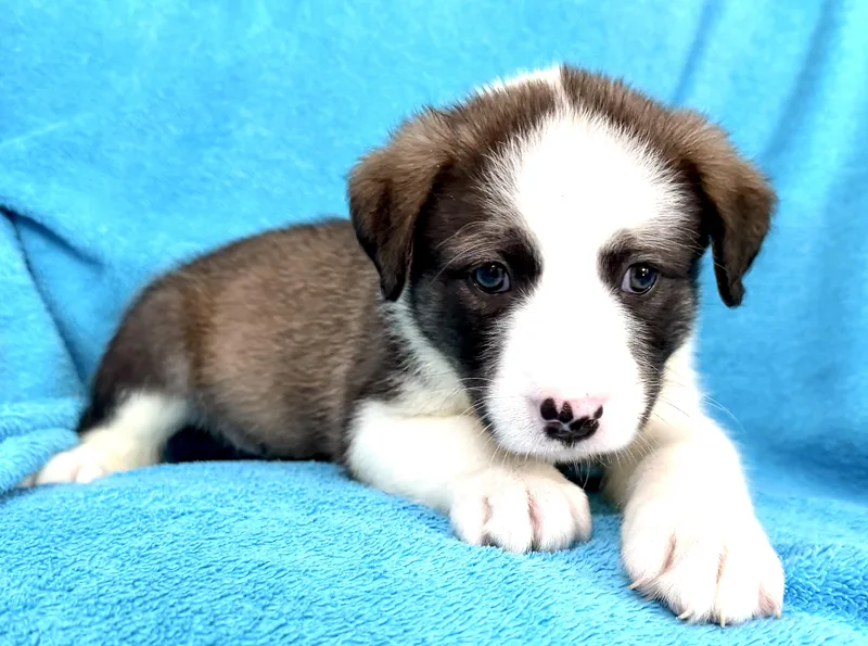 Panda Pawesome thumbnail 5