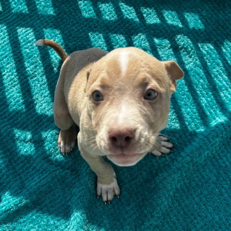 Brewster