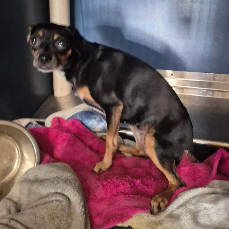 An adult small-sized female Black Chihuahua dog named Liz for adoption in Yuma, AZ