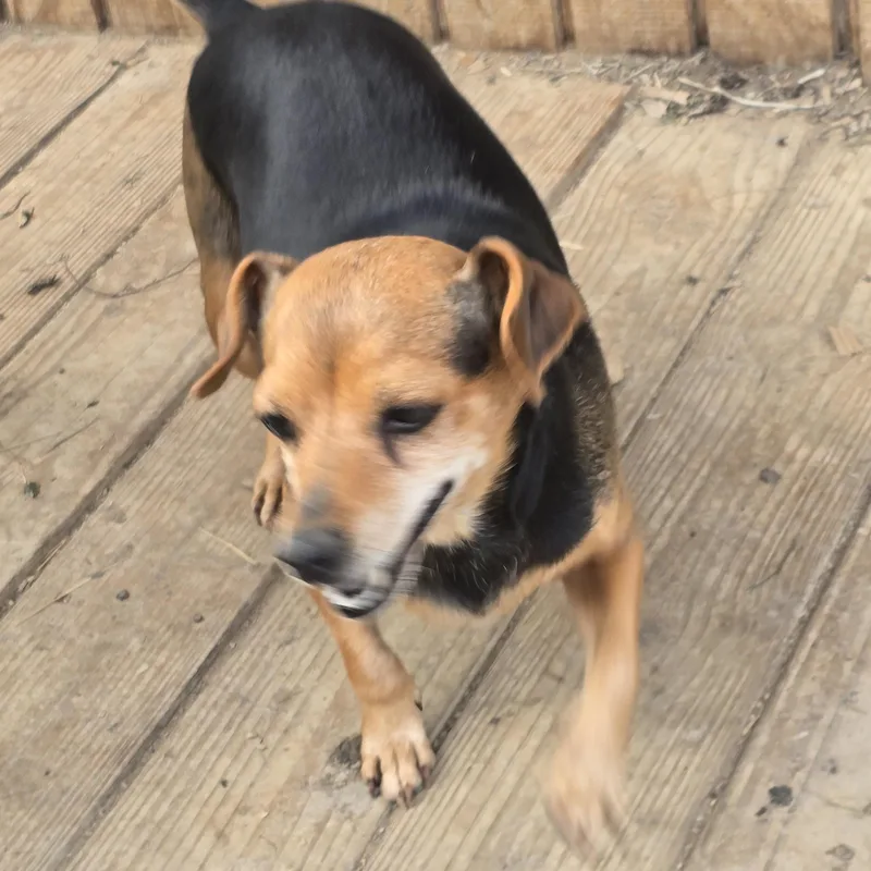 An adult small-sized female Beagle dog named Trixie for adoption in Zaleski, OH