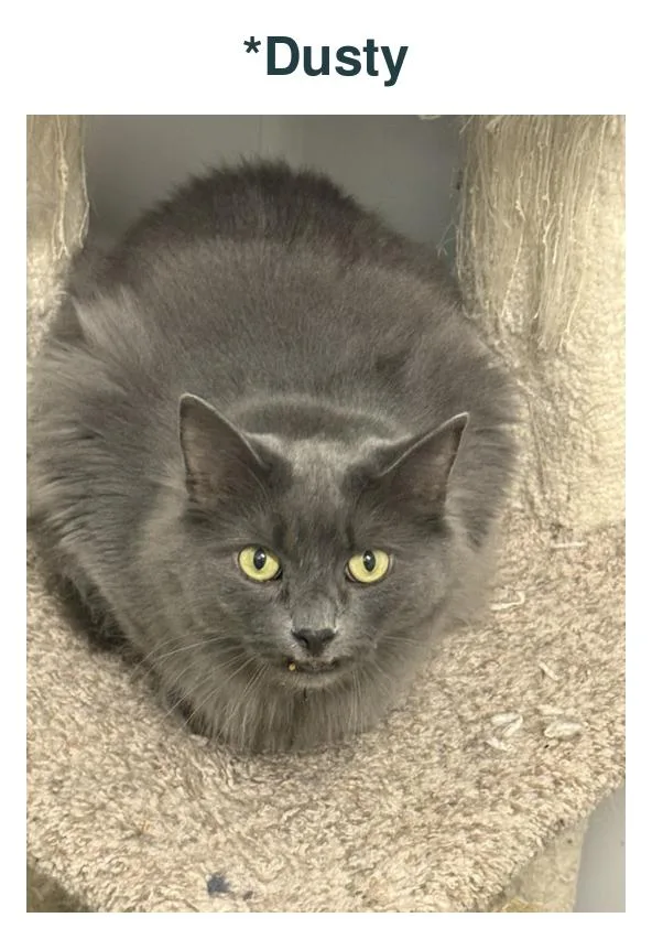 An adult medium-sized male Gray / Blue / Silver Domestic Short Hair cat named Dusty for adoption in Richland Center, WI