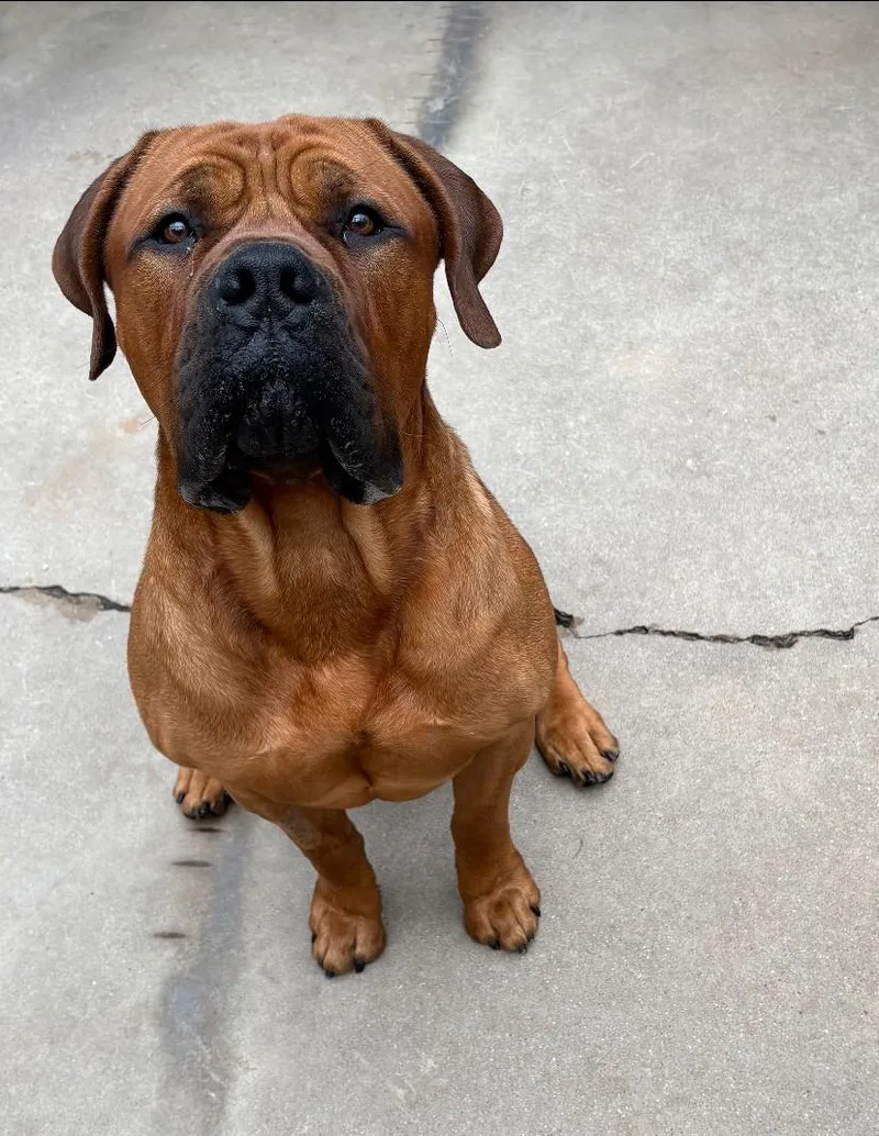 An adult extra large-sized male Boerboel dog named Lennox for adoption in Teterboro, NJ