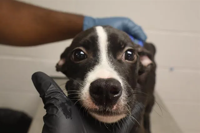 A baby small-sized male Mixed Breed dog named Rick for adoption in Columbia, SC