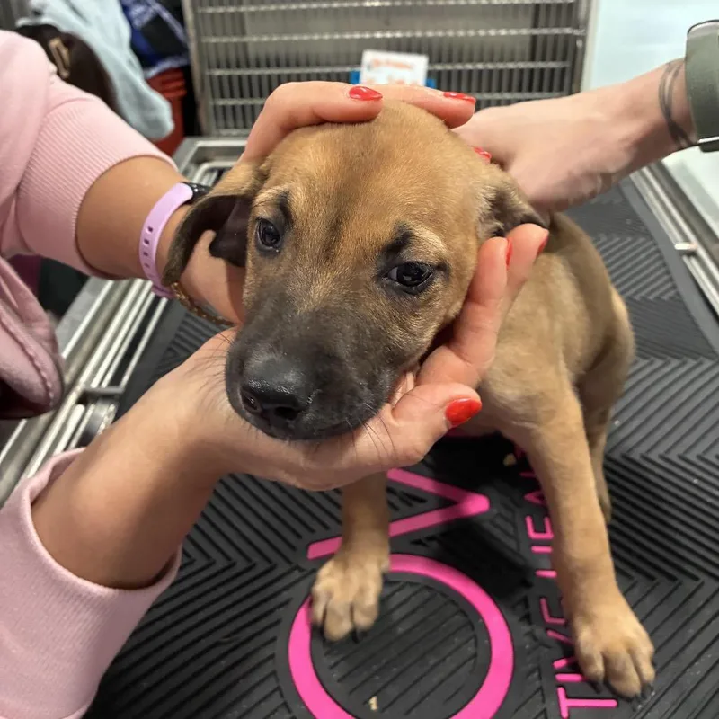 A baby small-sized female Yellow / Tan / Blond / Fawn Shepherd dog named Evie for adoption in Northbrook, IL