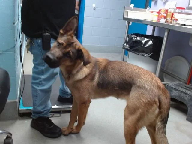 A young medium-sized male German Shepherd Dog dog named Max for adoption in Albuquerque, NM