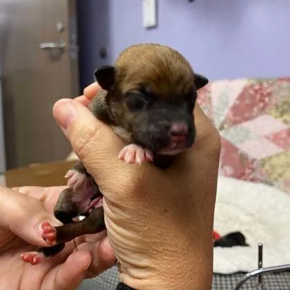 A baby small-sized female Mixed Breed dog named 3 for adoption in Gastonia, NC