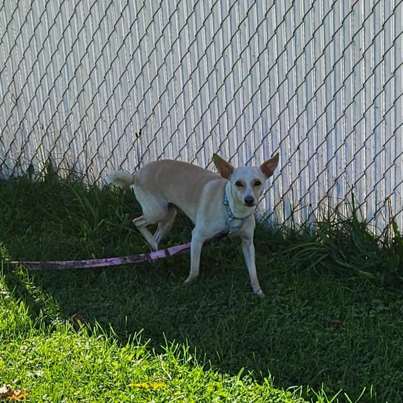 A young small-sized female Mixed Breed dog named Ainsley for adoption in Oneonta, NY