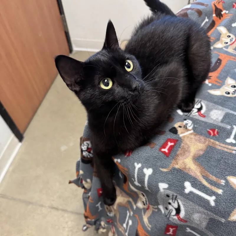 A young medium-sized male Black Domestic Short Hair cat named Pete for adoption in Rochester, MN