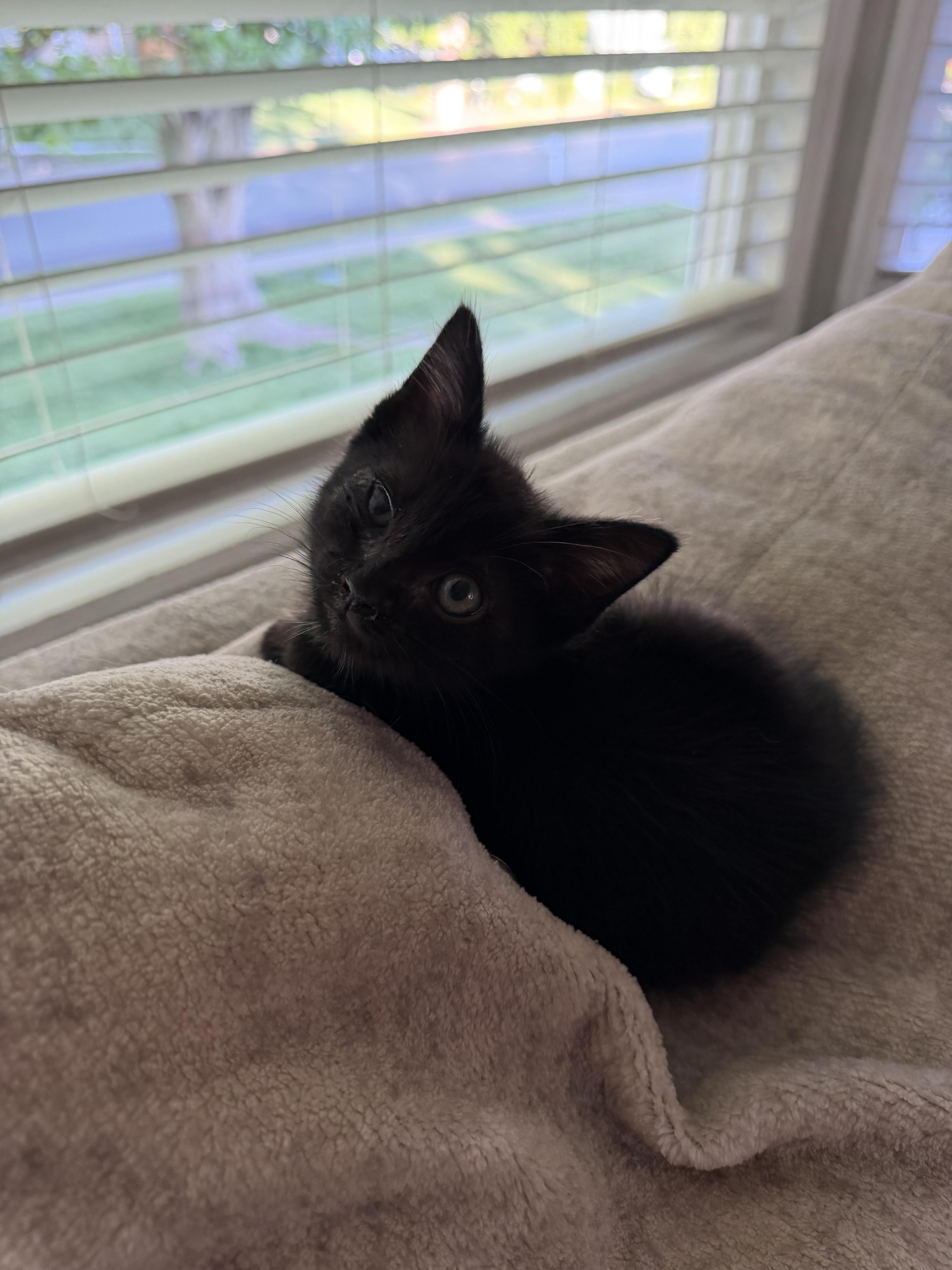 A baby medium-sized male Black Domestic Short Hair cat named Frank for adoption in Fruit Heights, UT