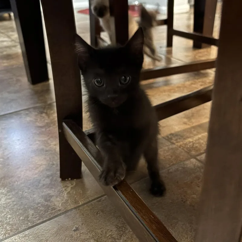 A baby medium-sized male Black Domestic Short Hair cat named Dremel for adoption in Queen Creek, AZ