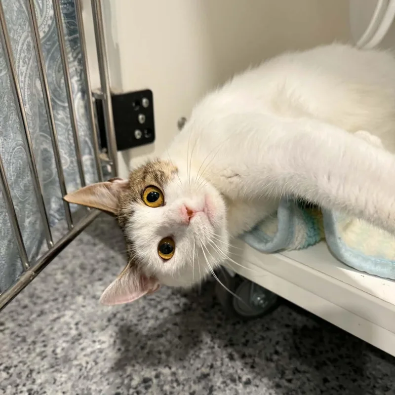 An adult large-sized female White Domestic Short Hair cat named Rhea for adoption in Penn Yan, NY