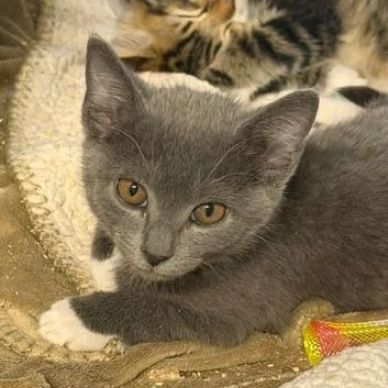 A baby small-sized female Domestic Short Hair cat named Glacier for adoption in Cumming, GA
