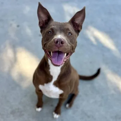 A young medium-sized female Pit Bull Terrier dog named Daphne for adoption in Red Bluff, CA