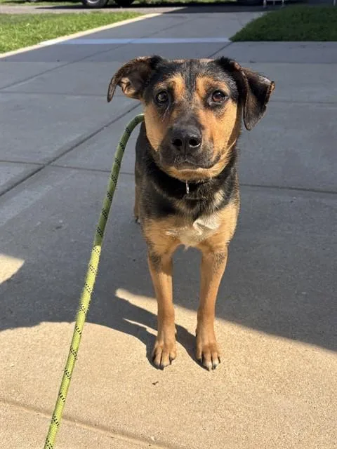 A young medium-sized female German Shepherd Dog dog named Chiquita for adoption in Upper Marlboro, MD