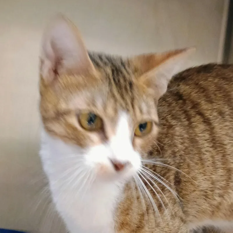 A young medium-sized female Brown / Chocolate Domestic Short Hair cat named RebaJo for adoption in Palestine, TX