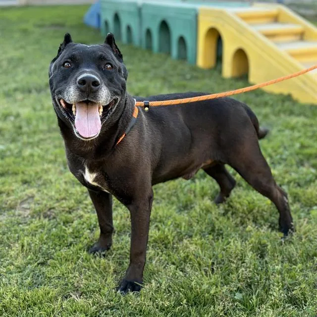 An adult large-sized male Pit Bull Terrier dog named Saba for adoption in Modesto, CA