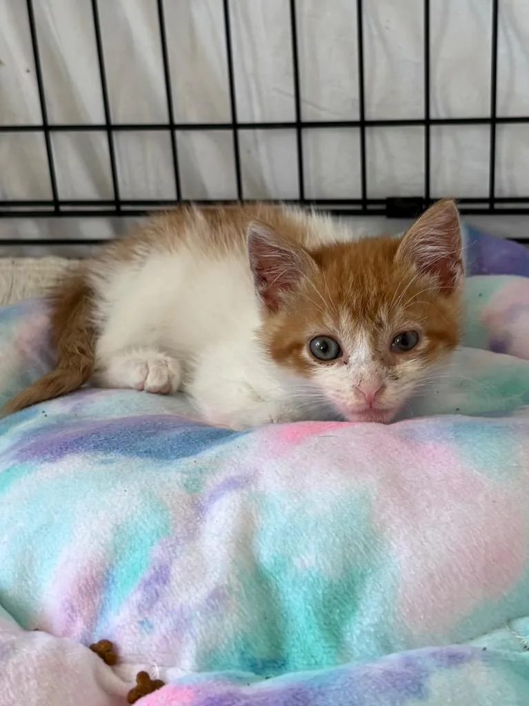 A baby medium-sized male Domestic Short Hair cat named Chevy for adoption in Hartford City, IN