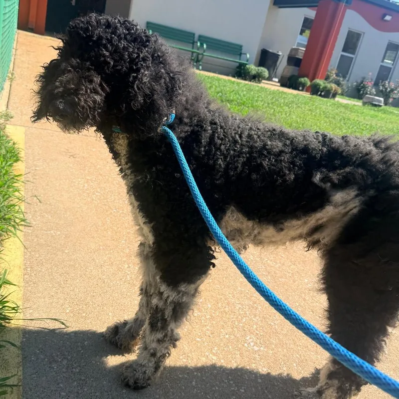 An adult large-sized male Black Standard Poodle dog named Pierre for adoption in Corinth, MS