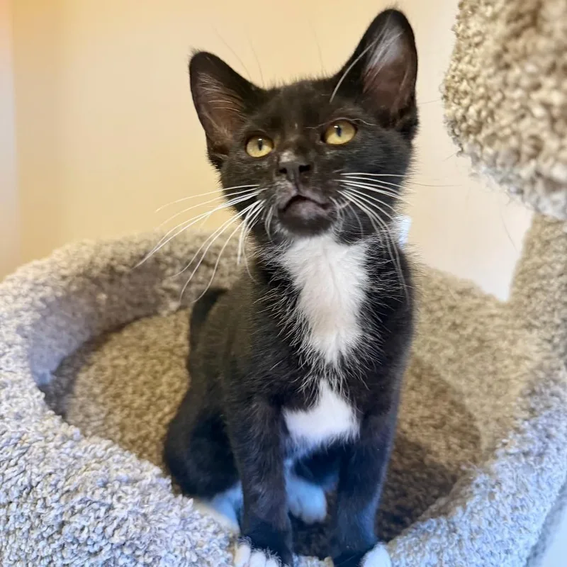 A baby small-sized male Black Domestic Short Hair cat named Ramen for adoption in Agoura Hills, CA