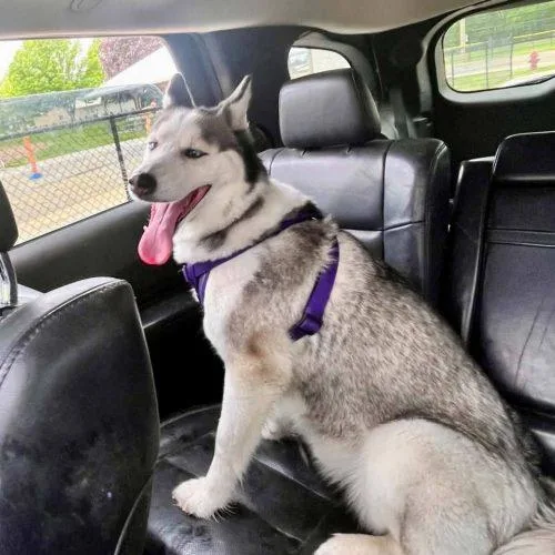 An adult medium-sized female Gray / Blue / Silver Husky dog named Fiona for adoption in Elizabeth, IL