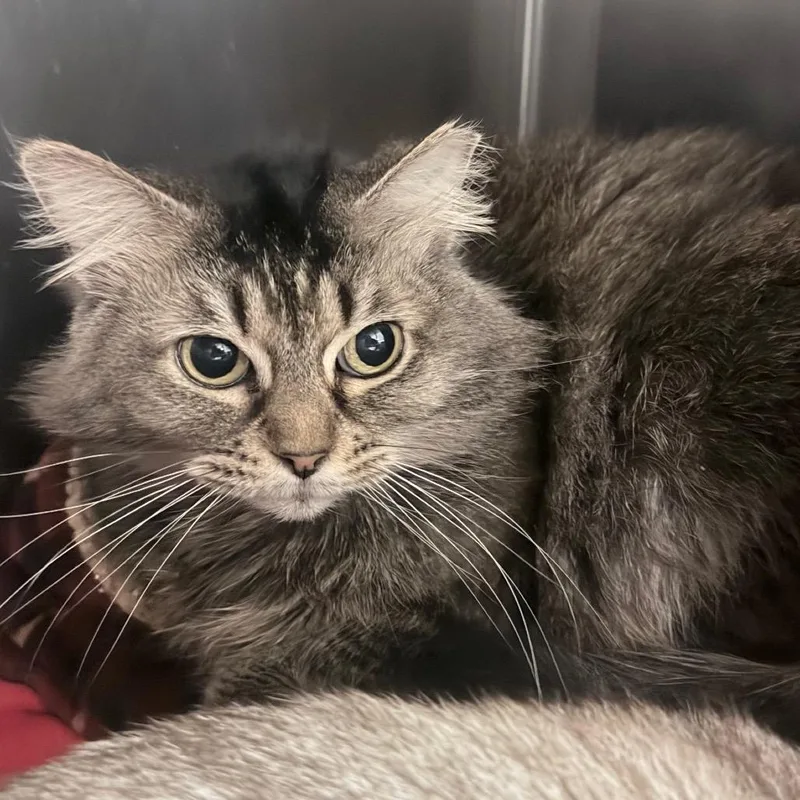 An adult medium-sized female Brown / Chocolate Domestic Medium Hair cat named India for adoption in Titusville, FL