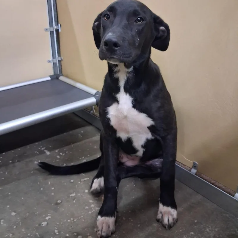 A young medium-sized female Black Mixed Breed dog named Michelle for adoption in Columbiana, AL