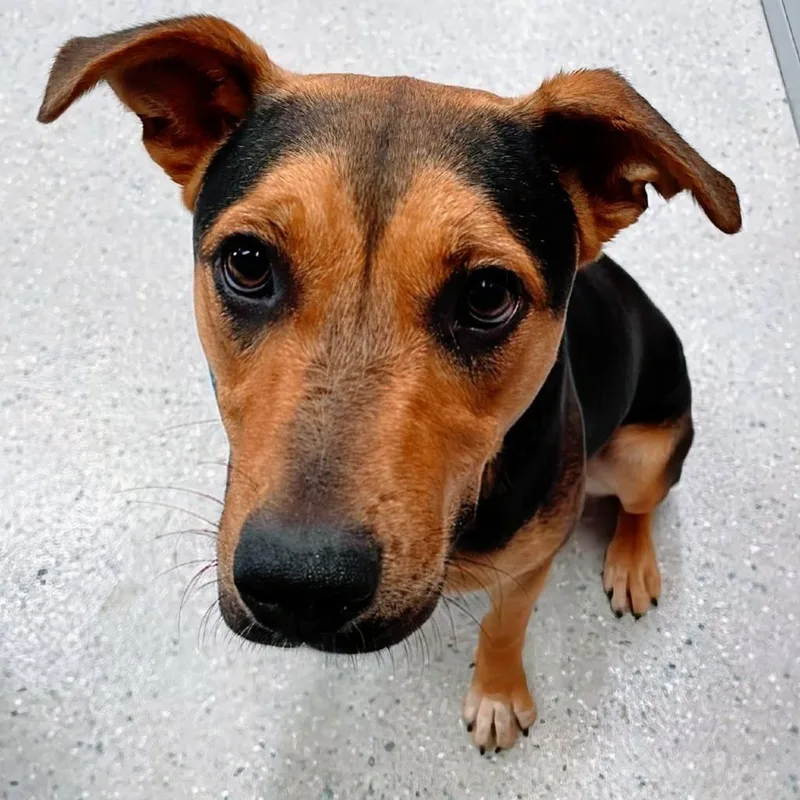 A young large-sized female Red / Chestnut / Orange Mixed Breed dog named Lyra for adoption in Huntsville, AR
