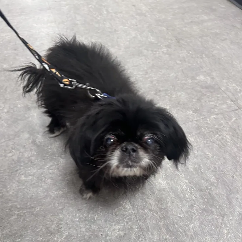 A senior small-sized female Black Pekingese dog named Baby for adoption in Philadelphia, PA