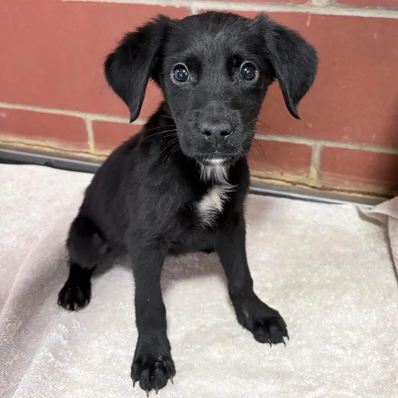 A baby small-sized male Black Golden Retriever dog named Gourdon for adoption in Cabot, AR