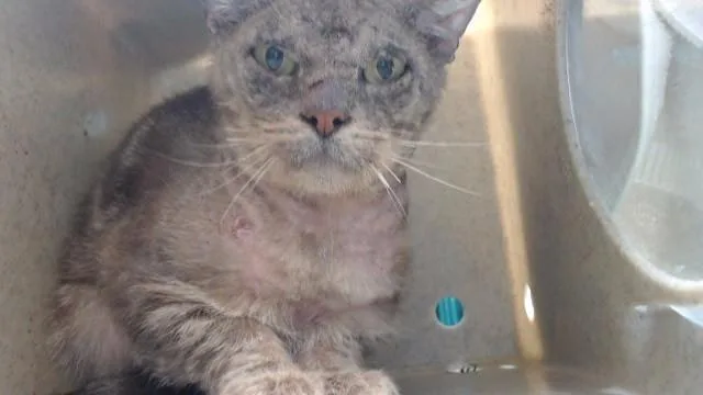A young medium-sized male Domestic Short Hair cat named Huron for adoption in Downey, CA