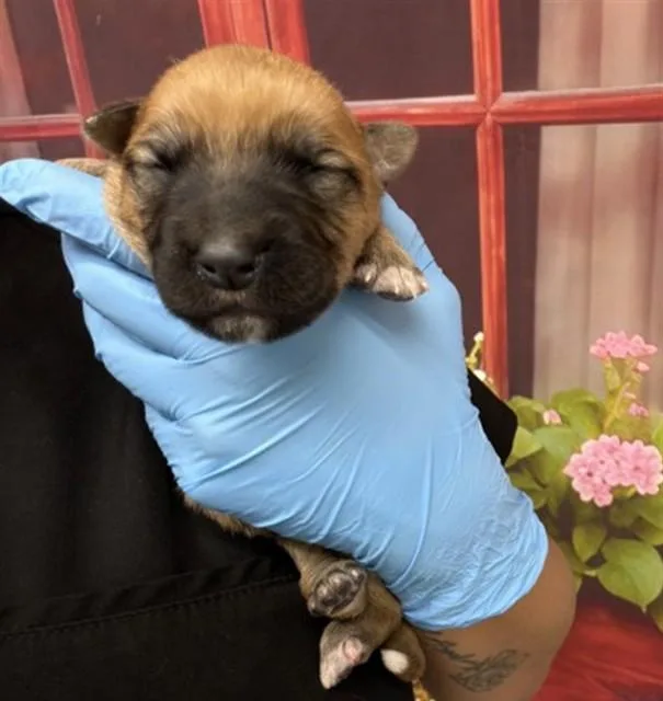 A baby small-sized male German Shepherd Dog dog named Caden for adoption in San Bernardino, CA