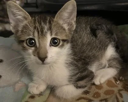 A young small-sized male Domestic Short Hair cat named Kai for adoption in Phoenix, AZ