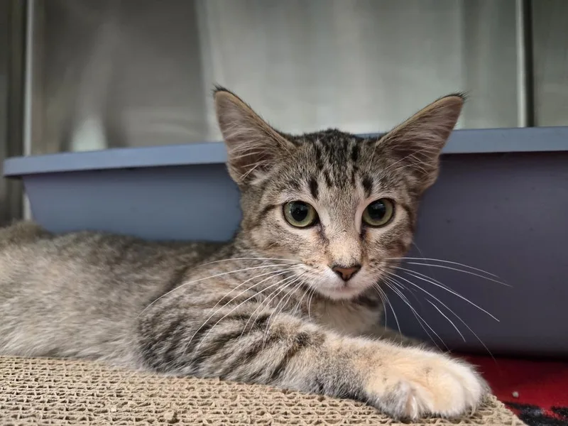 A young medium-sized female Domestic Short Hair cat named Khaki for adoption in Wellington, KS