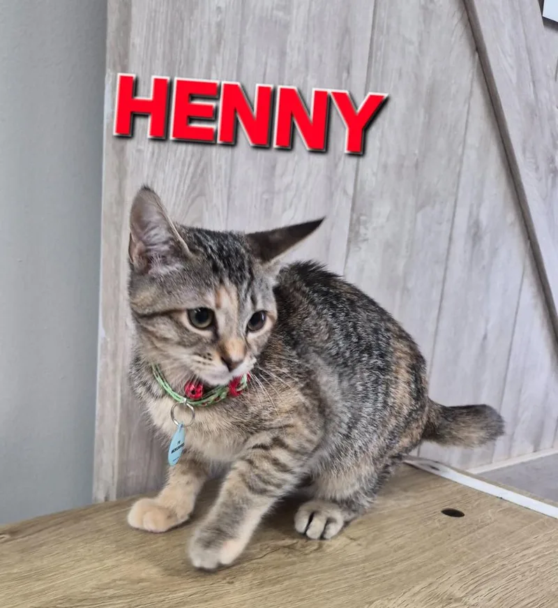 Henny Tic