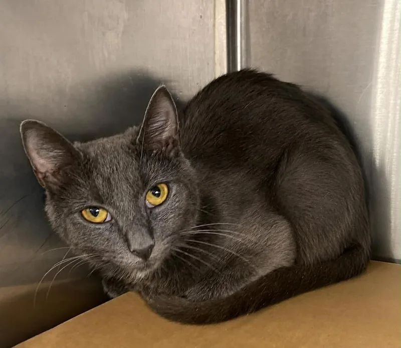 A young small-sized female Domestic Short Hair cat named Roseanne for adoption in Columbia, TN