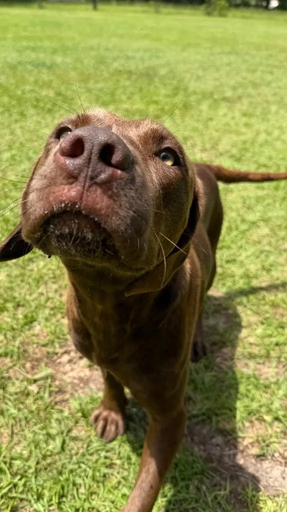 A baby medium-sized male Chocolate Labrador Retriever dog named Seven for adoption in Waynesville, GA