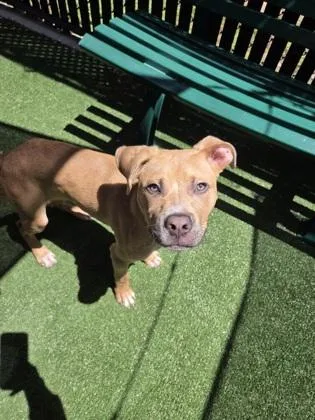 A baby large-sized male Mixed Breed dog named Big Guy for adoption in Pleasanton, CA