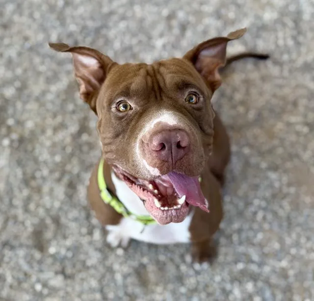 Macaroon thumbnail 2