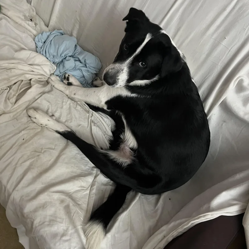 A young large-sized male Border Collie dog named Archie for adoption in Ladonia, TX